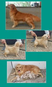 Golden Retriever puppies