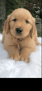 New Years Golden Retriever Puppies