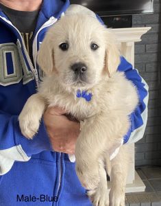AKC Golden Retriever pups
