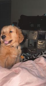 Golden Retriever Boy