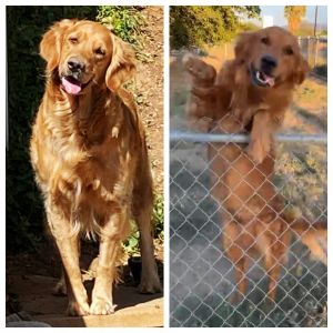 AKC golden retrievers