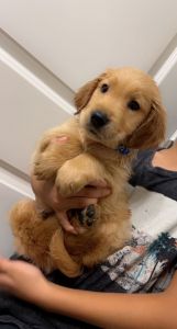 Golden retriever puppies