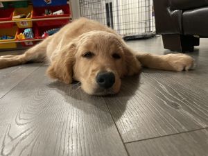 Golden retriever 11week male puppy