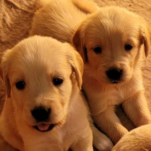 Golden Retriever Puppies