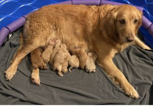AKC Golden Retriever Puppies