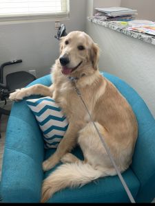 Cute Adorable male Golden