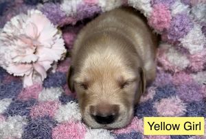 Golden retriever puppies