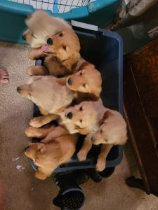 Golden retriever puppies