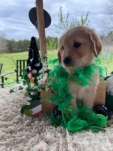 AKC GOLDEN RETRIEVER PUPPIES