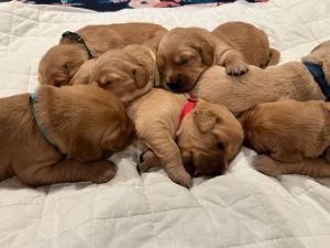 Yucaipa, CA Golden Retriever Pups
