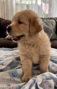 Akc Reg Golden Retriever Puppies