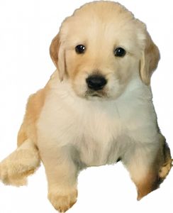 AKC Golden Retriever Champion Bloodlines