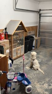 White golden retriever 4months old