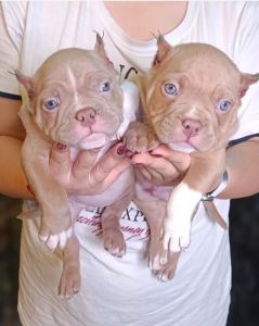 Rehome our lovely puppies