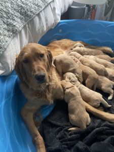 AKC Goldens