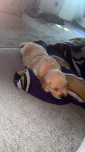 Pure bred golden retriever