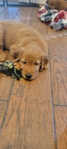 AKC Golden Retrievers