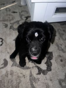 Puppy, Golden Retriever/Black Lab Mix