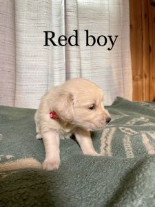 AKC Golden Retriever Puppies