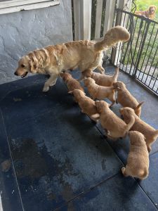 Golden Retriever Puppies