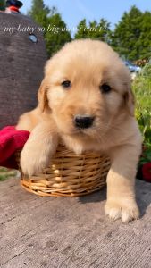 Golden Retriever Puppy - Blue