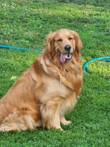 AKC Golden Retriever puppies