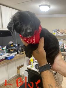 Golden Retriever and Lab Puppies
