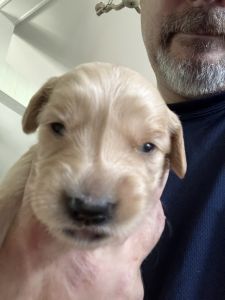 Golden red retriever puppies