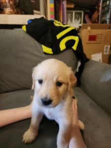 AKC English Cream Golden Retriever Puppies for sale
