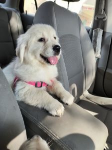 English cream golden retriever