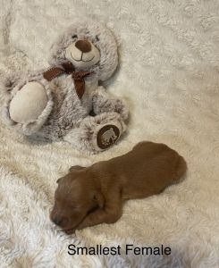 Golden retriever puppies