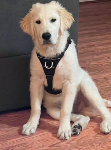 10 month old Male Golden Retriever Puppy