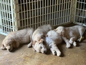 Golden Retriever puppies