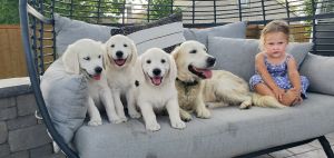 English cream golden retrievers!