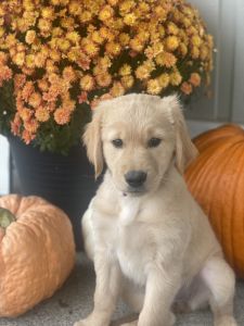 Miss Purple- AKC, 9 weeks old