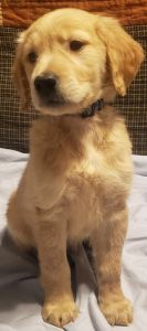 Golden Retriever Puppies from King and Piper
