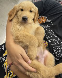 8 week male golden retriever
