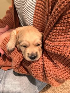Gorgeous Golden Pups in Kansas City, MO