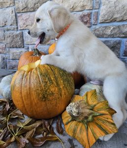 Goberian Puppies for sale