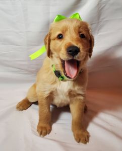 Rick & Brenda Silva Golden Retrievers