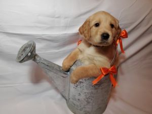 Golden Retriever puppies