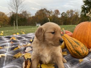 Cider genetic testing