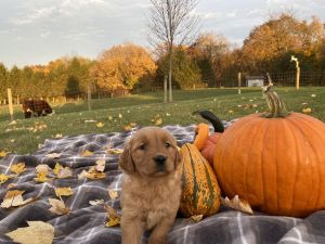 Ginger gorgeous golden retriever puppies