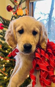 Only two golden pups left!