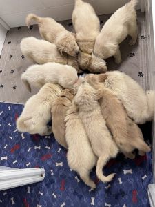 Golden retriever puppies