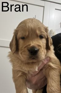 Faul Oaks Farm AKC Golden Retrievers
