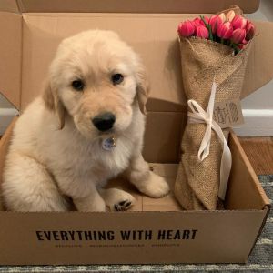 Only 1 Golden Retriever Boy Left