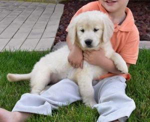 Healthy Golden Retriever Pups