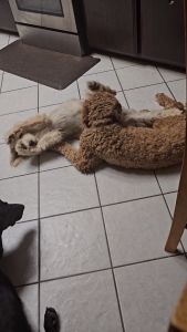 Golden retriever 《MILK AND HONEY PUPPY RESCUE》