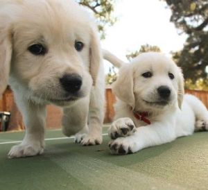 Golden Retriever Puppies